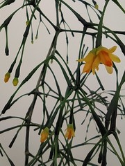 Hatiora salicornoides