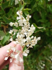Fallopia baldschuanica