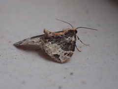 Ecliptopera capitata