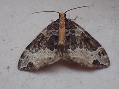 Ecliptopera capitata