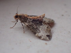 Ecliptopera capitata