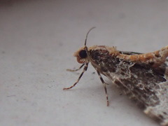 Ecliptopera capitata