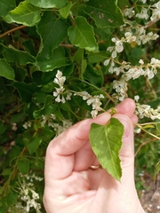 Fallopia baldschuanica
