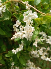 Fallopia baldschuanica
