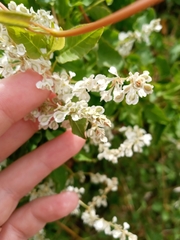 Fallopia baldschuanica