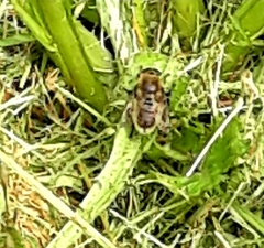 Merodon equestris