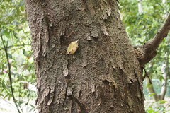 Aphananthe aspera