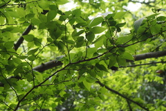 Aphananthe aspera