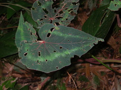 Begonia cathayana