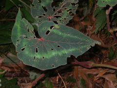 Begonia cathayana