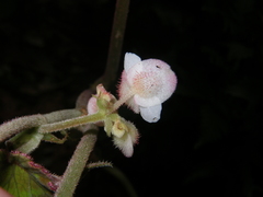 Begonia cathayana