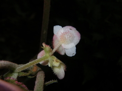 Begonia cathayana