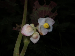 Begonia cathayana