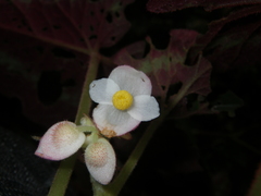Begonia cathayana