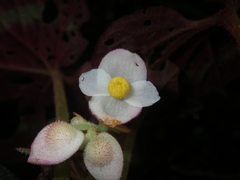 Begonia cathayana