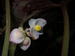 Begonia cathayana