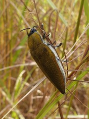 Steraspis