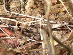 Psammophis orientalis