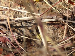 Psammophis orientalis