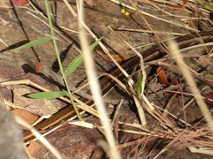 Psammophis orientalis
