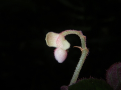 Begonia cathayana