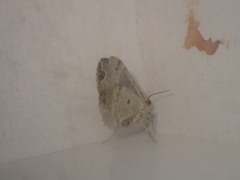 Ecliptopera capitata