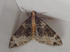 Ecliptopera capitata