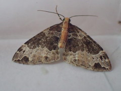 Ecliptopera capitata