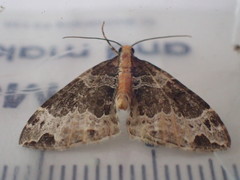 Ecliptopera capitata