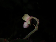 Begonia cathayana