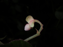 Begonia cathayana