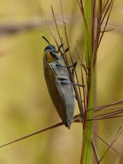 Steraspis