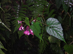 Begonia alveolata