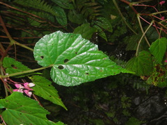 Begonia alveolata
