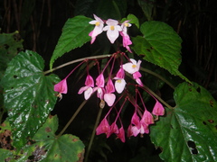 Begonia alveolata