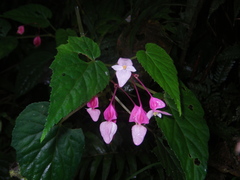 Begonia alveolata