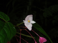 Begonia alveolata