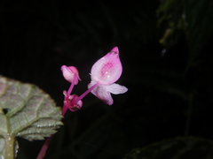 Begonia alveolata