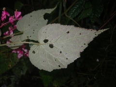 Begonia alveolata