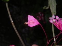 Begonia alveolata