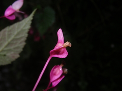 Begonia alveolata