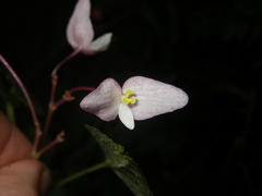 Begonia alveolata