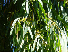 Eucalyptus nicholii