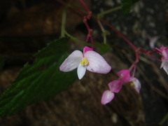 Begonia alveolata