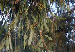 Eucalyptus nicholii