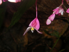 Begonia alveolata