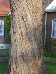 Eucalyptus nicholii