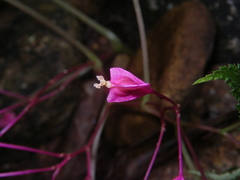 Begonia alveolata