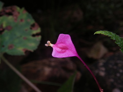 Begonia alveolata