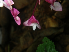 Begonia alveolata